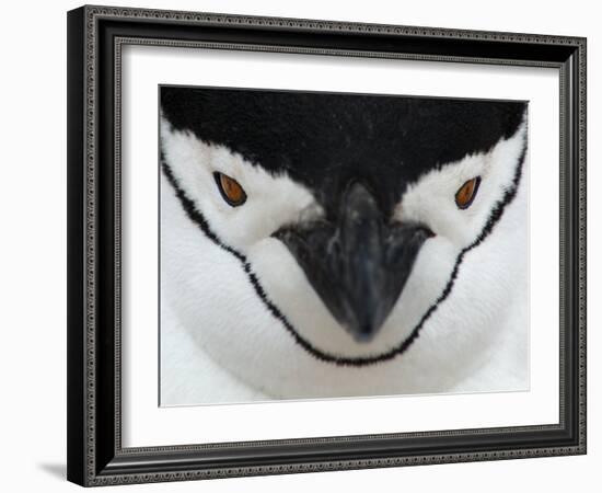 Chinstrap Penguin Face Portrait, Antarctica-Edwin Giesbers-Framed Photographic Print