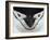 Chinstrap Penguin Face Portrait, Antarctica-Edwin Giesbers-Framed Photographic Print