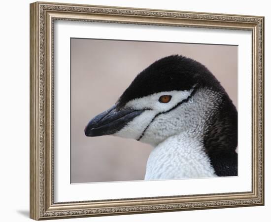 Chinstrap Penguin Head Portrait, Antarctica-Edwin Giesbers-Framed Photographic Print