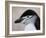 Chinstrap Penguin Head Portrait, Antarctica-Edwin Giesbers-Framed Photographic Print