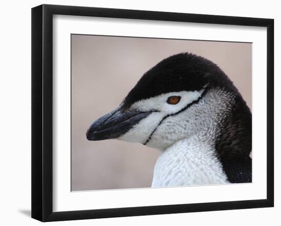 Chinstrap Penguin Head Portrait, Antarctica-Edwin Giesbers-Framed Photographic Print