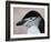 Chinstrap Penguin Head Portrait, Antarctica-Edwin Giesbers-Framed Photographic Print