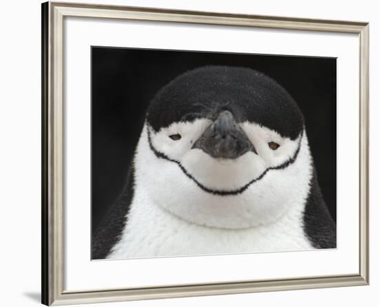 Chinstrap Penguin Head Portrait, Antarctica-Edwin Giesbers-Framed Photographic Print