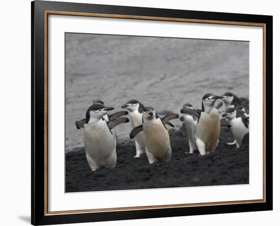 Chinstrap Penguin on the beach, Deception Island, Antarctica-Keren Su-Framed Photographic Print