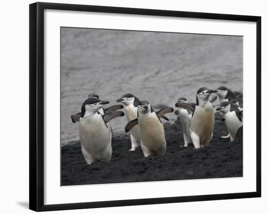 Chinstrap Penguin on the beach, Deception Island, Antarctica-Keren Su-Framed Photographic Print