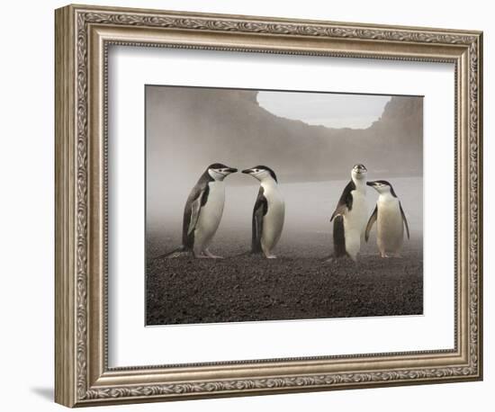 Chinstrap Penguin. Whaler's Bay, Deception Island. Antarctica.-Tom Norring-Framed Photographic Print