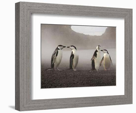 Chinstrap Penguin. Whaler's Bay, Deception Island. Antarctica.-Tom Norring-Framed Photographic Print