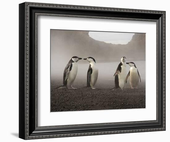 Chinstrap Penguin. Whaler's Bay, Deception Island. Antarctica.-Tom Norring-Framed Photographic Print