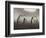 Chinstrap Penguin. Whaler's Bay, Deception Island. Antarctica.-Tom Norring-Framed Photographic Print