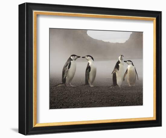 Chinstrap Penguin. Whaler's Bay, Deception Island. Antarctica.-Tom Norring-Framed Photographic Print