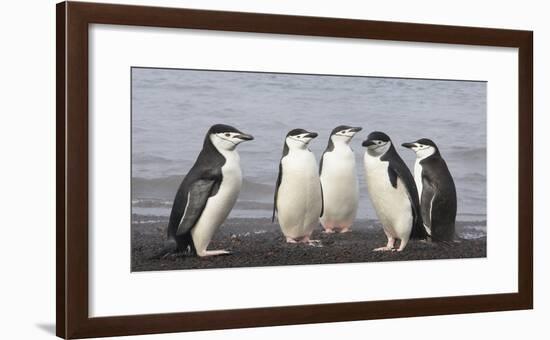 Chinstrap Penguin. Whaler's Bay, Deception Island. Antarctica.-Tom Norring-Framed Photographic Print