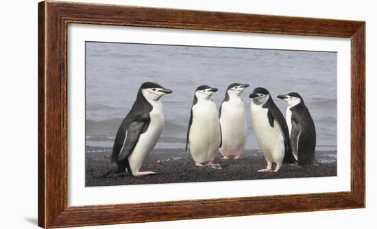 Chinstrap Penguin. Whaler's Bay, Deception Island. Antarctica.-Tom Norring-Framed Photographic Print