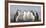 Chinstrap Penguin. Whaler's Bay, Deception Island. Antarctica.-Tom Norring-Framed Photographic Print