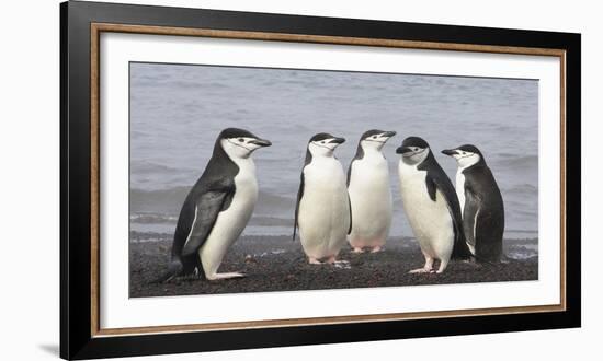 Chinstrap Penguin. Whaler's Bay, Deception Island. Antarctica.-Tom Norring-Framed Photographic Print