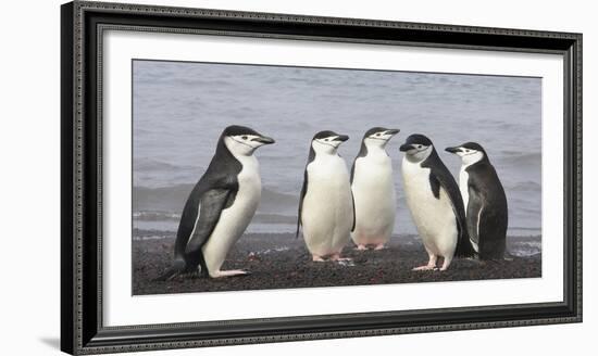 Chinstrap Penguin. Whaler's Bay, Deception Island. Antarctica.-Tom Norring-Framed Photographic Print