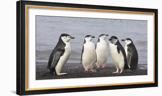 Chinstrap Penguin. Whaler's Bay, Deception Island. Antarctica.-Tom Norring-Framed Photographic Print