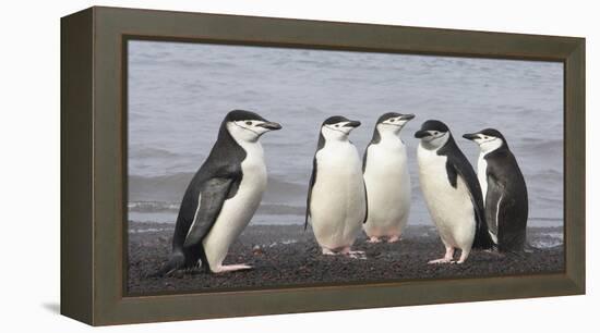 Chinstrap Penguin. Whaler's Bay, Deception Island. Antarctica.-Tom Norring-Framed Premier Image Canvas