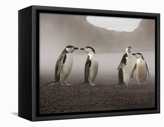 Chinstrap Penguin. Whaler's Bay, Deception Island. Antarctica.-Tom Norring-Framed Premier Image Canvas