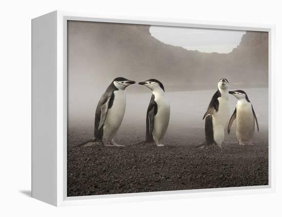 Chinstrap Penguin. Whaler's Bay, Deception Island. Antarctica.-Tom Norring-Framed Premier Image Canvas