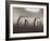 Chinstrap Penguin. Whaler's Bay, Deception Island. Antarctica.-Tom Norring-Framed Photographic Print