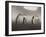 Chinstrap Penguin. Whaler's Bay, Deception Island. Antarctica.-Tom Norring-Framed Photographic Print