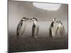 Chinstrap Penguin. Whaler's Bay, Deception Island. Antarctica.-Tom Norring-Mounted Photographic Print