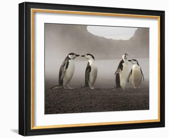 Chinstrap Penguin. Whaler's Bay, Deception Island. Antarctica.-Tom Norring-Framed Photographic Print