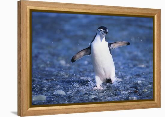 Chinstrap Penguin-DLILLC-Framed Premier Image Canvas