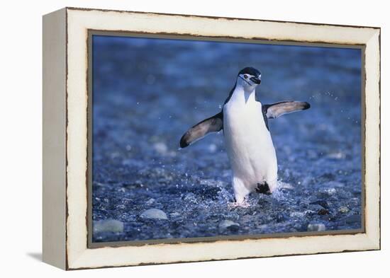 Chinstrap Penguin-DLILLC-Framed Premier Image Canvas