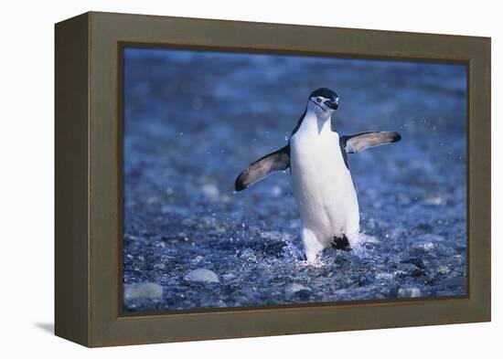 Chinstrap Penguin-DLILLC-Framed Premier Image Canvas