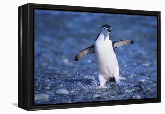 Chinstrap Penguin-DLILLC-Framed Premier Image Canvas