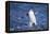 Chinstrap Penguin-DLILLC-Framed Premier Image Canvas