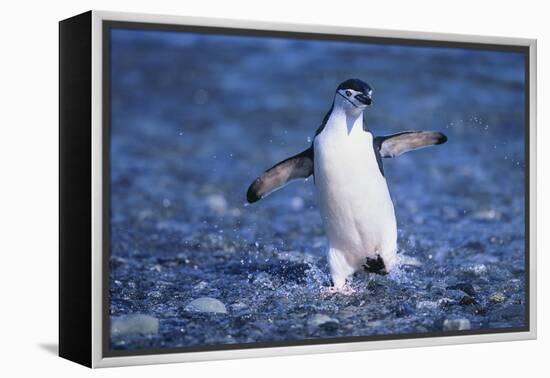 Chinstrap Penguin-DLILLC-Framed Premier Image Canvas