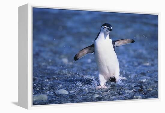 Chinstrap Penguin-DLILLC-Framed Premier Image Canvas