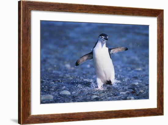 Chinstrap Penguin-DLILLC-Framed Photographic Print