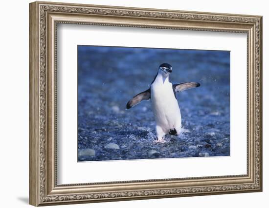 Chinstrap Penguin-DLILLC-Framed Photographic Print