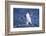 Chinstrap Penguin-DLILLC-Framed Photographic Print