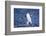 Chinstrap Penguin-DLILLC-Framed Photographic Print