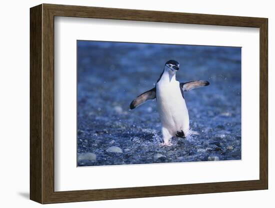 Chinstrap Penguin-DLILLC-Framed Photographic Print