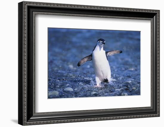 Chinstrap Penguin-DLILLC-Framed Photographic Print