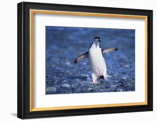 Chinstrap Penguin-DLILLC-Framed Photographic Print