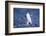 Chinstrap Penguin-DLILLC-Framed Photographic Print