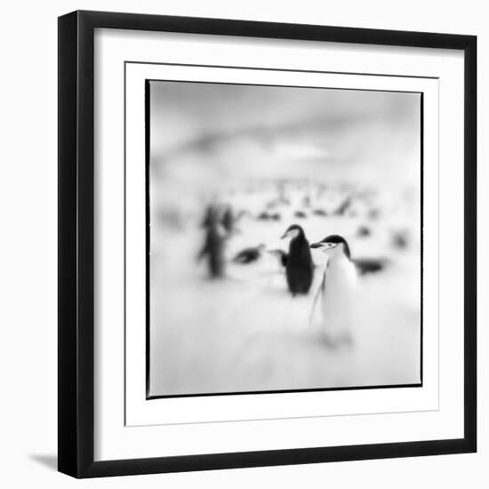 Chinstrap Penguins, Antarctica-Paul Souders-Framed Photographic Print