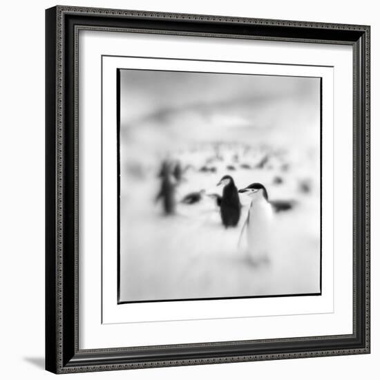 Chinstrap Penguins, Antarctica-Paul Souders-Framed Photographic Print