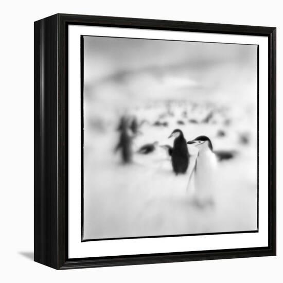 Chinstrap Penguins, Antarctica-Paul Souders-Framed Premier Image Canvas