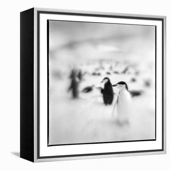 Chinstrap Penguins, Antarctica-Paul Souders-Framed Premier Image Canvas