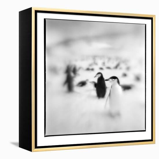 Chinstrap Penguins, Antarctica-Paul Souders-Framed Premier Image Canvas