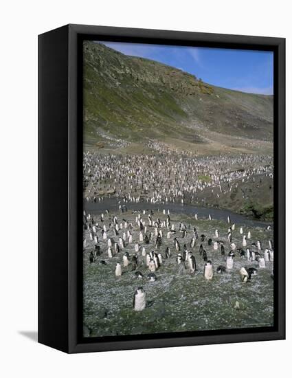 Chinstrap Penguins at Baily Head, Deception Island, Antarctica, Polar Regions-Geoff Renner-Framed Premier Image Canvas