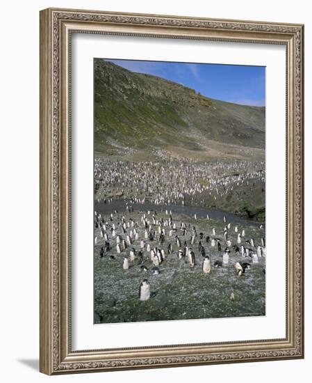 Chinstrap Penguins at Baily Head, Deception Island, Antarctica, Polar Regions-Geoff Renner-Framed Photographic Print