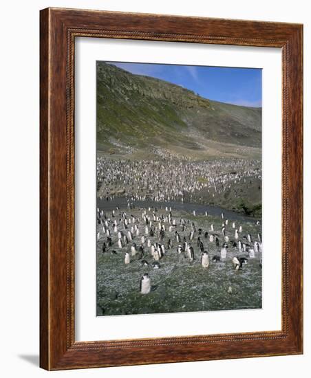 Chinstrap Penguins at Baily Head, Deception Island, Antarctica, Polar Regions-Geoff Renner-Framed Photographic Print